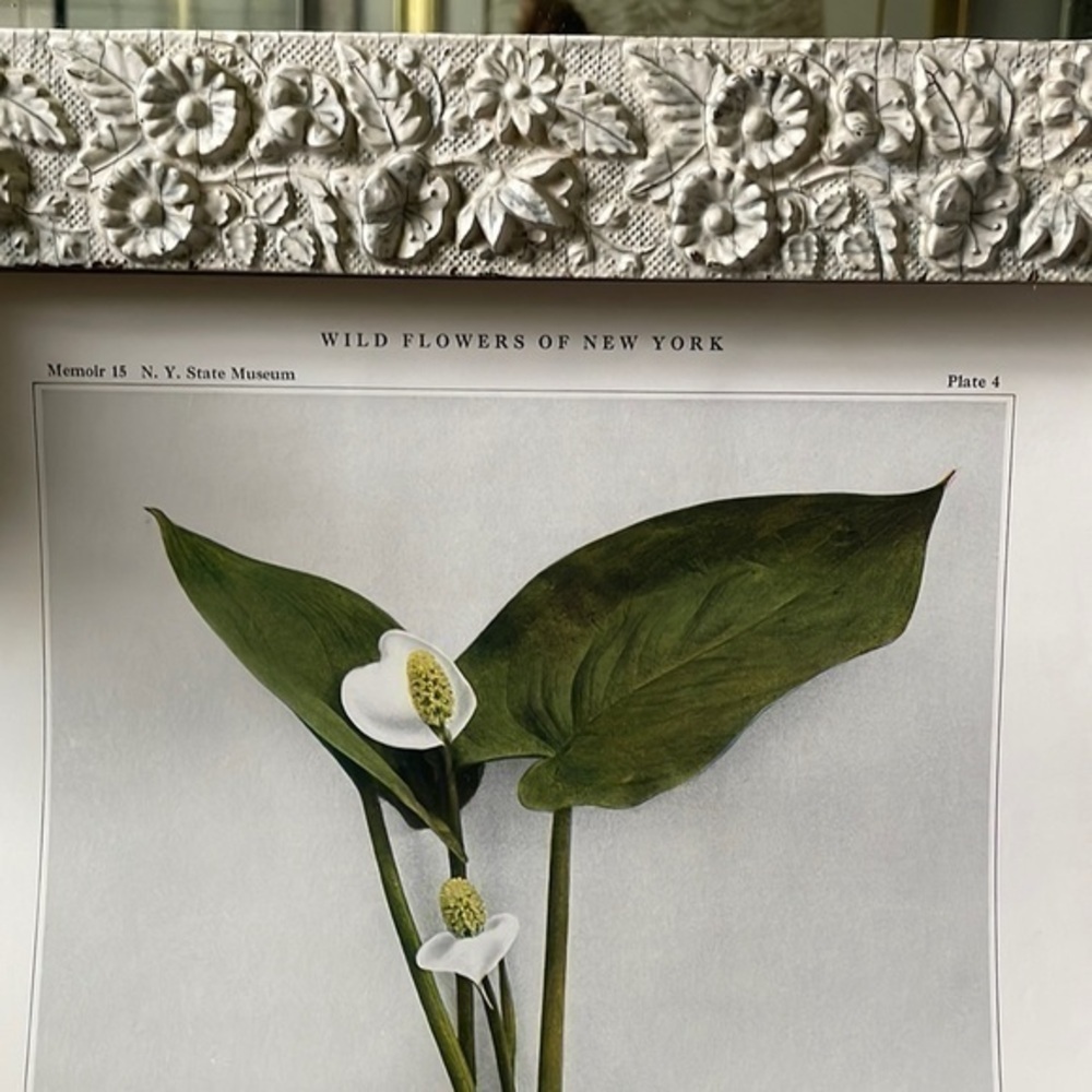 🖤5/$25 Botanical Plant Print Original wild Calla Lilly vintage home decor